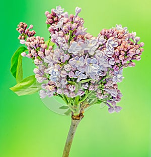 Purple, pink and white Syringa vulgaris (lilac or common lilac) flowers, close up, green background