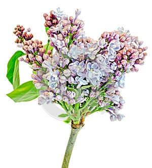 Purple, pink and white Syringa vulgaris (lilac or common lilac) flowers, close up, white background