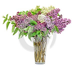 Purple, pink and white Syringa vulgaris in a transparent vase (lilac or common lilac) flowers, close up, white background