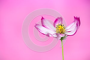 Purple and pink wild flower â€œWild Cosmosâ€ Cosmos bipinnatus blooming during Spring and Summer closeup macro green