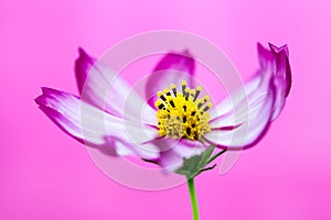 Purple and pink wild flower â€œWild Cosmosâ€ Cosmos bipinnatus blooming during Spring and Summer closeup macro photo isolated