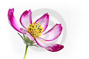 Purple pink wild flower Wild Cosmos Flower Cosmos bipinnatus blooming during Spring Summer closeup macro detail isolated