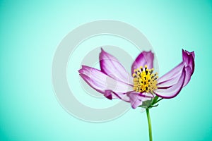 Purple and pink wild flower â€œWild Cosmos Flowerâ€ Cosmos bipinnatus blooming during Spring and Summer closeup macro photo