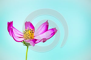 Purple and pink wild flower â€œWild Cosmos Flowerâ€ Cosmos bipinnatus blooming during Spring and Summer closeup macro photo