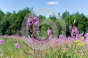 Purple pink of Willowherb on a field, meadow with flowers in sunlight. Fireweed close-up. Forest background. Nature of Russia