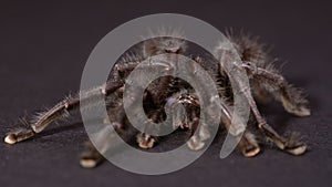 The Purple Pinktoe Tarantula