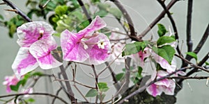 Purple pinky bougenville blossoms