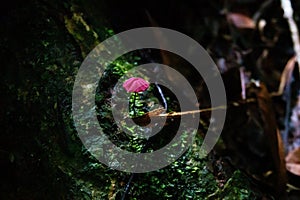 Purple Pinwheel mushroom at Asa Wright Nature Centre In Trinidad and Tobago