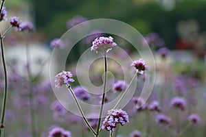 Purple piramidal orchid flowers in the park photo