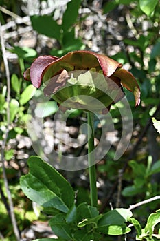 Purple Pitcher Plant Flower