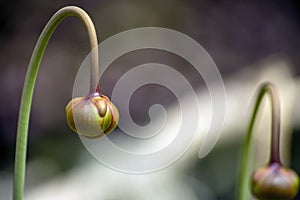 Purple pitcher plant sarracenia purpurea