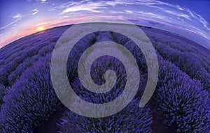 Purple planet! Lavender field