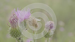 Purple plant in field close up. Beautiful lilac flower of thistle. Pink flower close up background.