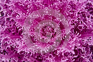 Purple plant macro detail. Fractal background. Ultra violet. Bot