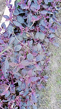 Purple Plant on Grass photo