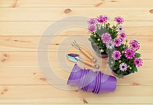 Purple plastic flower pots, seedlings of osteospermum flowers and gardening tools on wooden background
