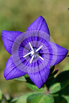 Purple platycodon flower outdoors, campanula, platycodon grandiflorus photo
