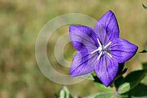 Purple platycodon flower outdoors, campanula, platycodon grandiflorus