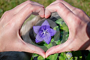 Purple platycodon flower outdoors, campanula, platycodon grandiflorus