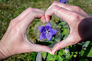 Purple platycodon flower outdoors, campanula, platycodon grandiflorus