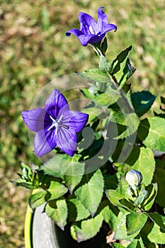 Purple platycodon flower outdoors, campanula, platycodon grandiflorus