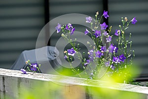 Purple platycodon flowers