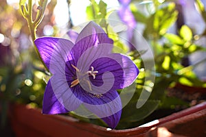 Purple platycodon grandiflorus, balloon flower