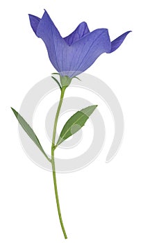 Purple Platycodon grandiflorus flower