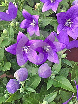 purple Platycodon Grandiflorus flowers