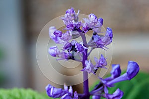 Purple plectranthus flower blooming garden