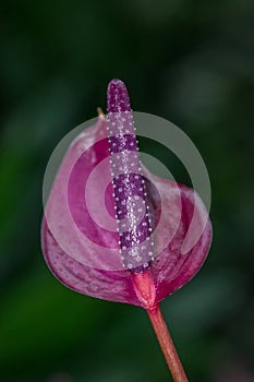 `Purple Plum` Araceae, Anthurium Tailflower photo