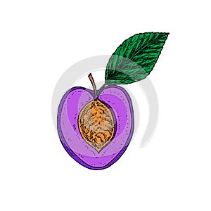 Purple plum cut slice with leaf, hand drawn color vector sketch illustration