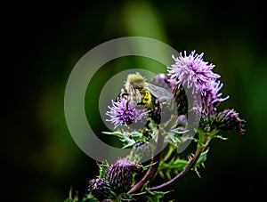 Purple Plume thistle and Yellow Bee gathering Pollen