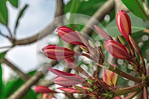 Purple Plumeria Frangipani with budding flowers