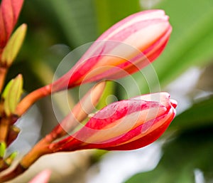 Purple Plumeria Frangipani with budding flowers