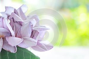 Purple Plumeria (Frangipani) with green Leaf on nature bokeh background.