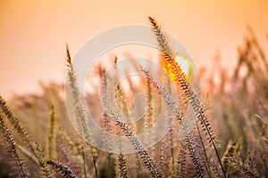 Purple poaceae