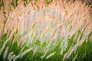 Purple poaceae