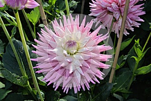 Purple Pointed Petal Dahlia and Green Foliage