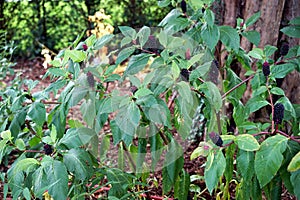 Purple pokeweed berries are poison