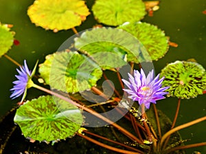 Purple Pond Lily in Nevis 2