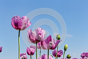 Purple poppies