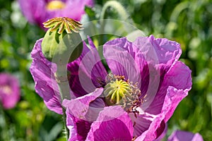 Purple poppies