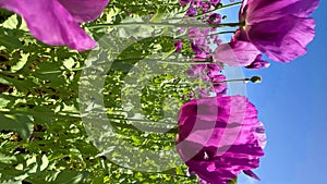 Purple poppies field in Germany. Flowers and seed head. Poppy sleeping pills, opium. Vertical video