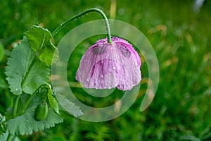 Purple poppies with raindrops on green grass background. Close-up
