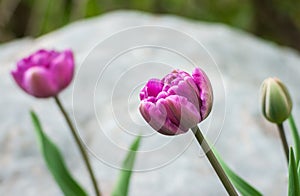 Purple tulips in the garden on rock background with selective focus