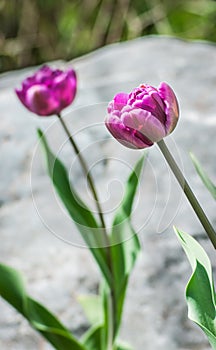 Purple tulips on rock background with selective focus