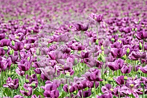 Purple poppy blossoms in a field. Papaver somniferum.