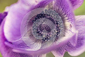 Purple poppy flower, macro shot with details