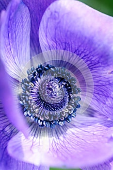 Purple poppy flower, macro shot with details